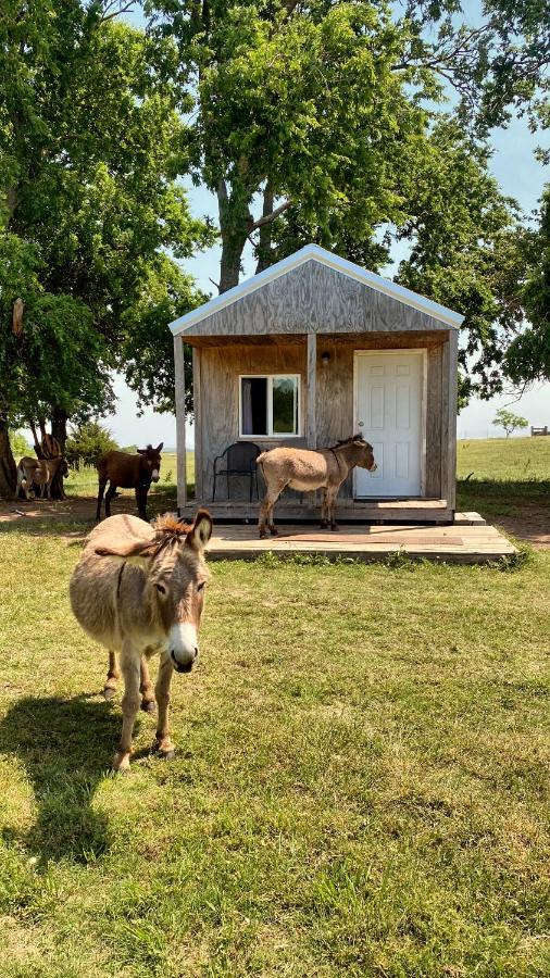 Tiny Cabin At The Donkeyranch Medicine Park Zewnętrze zdjęcie